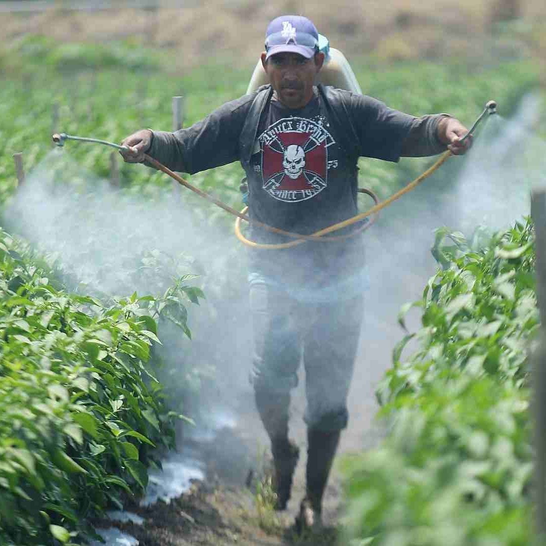 Pesticidas estarían vinculados a diabetes y daños a la microbiota intestinal