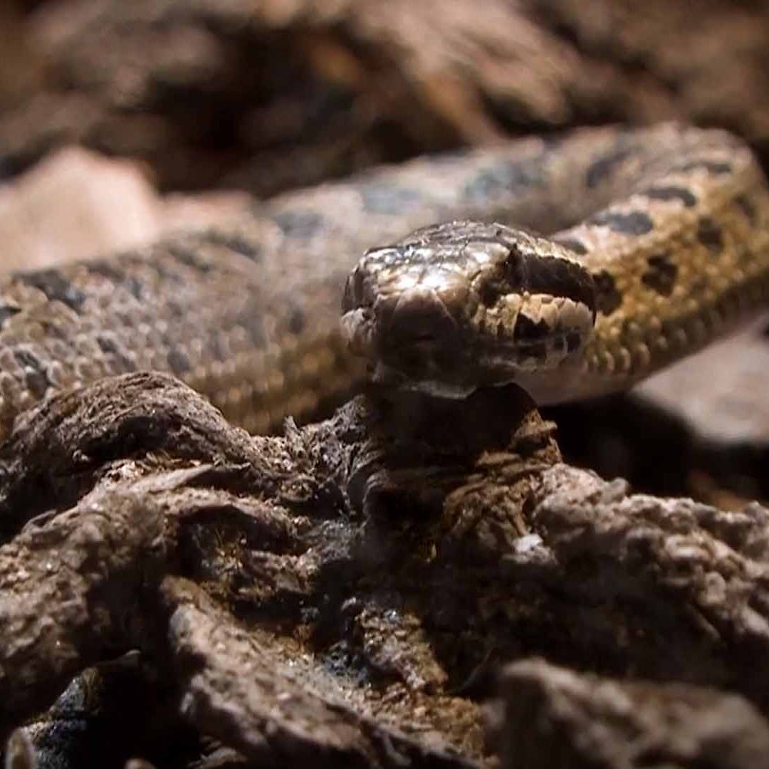 Alertan por Aumento de Avistamientos de Serpientes en Coahuila por Altas Temperaturas