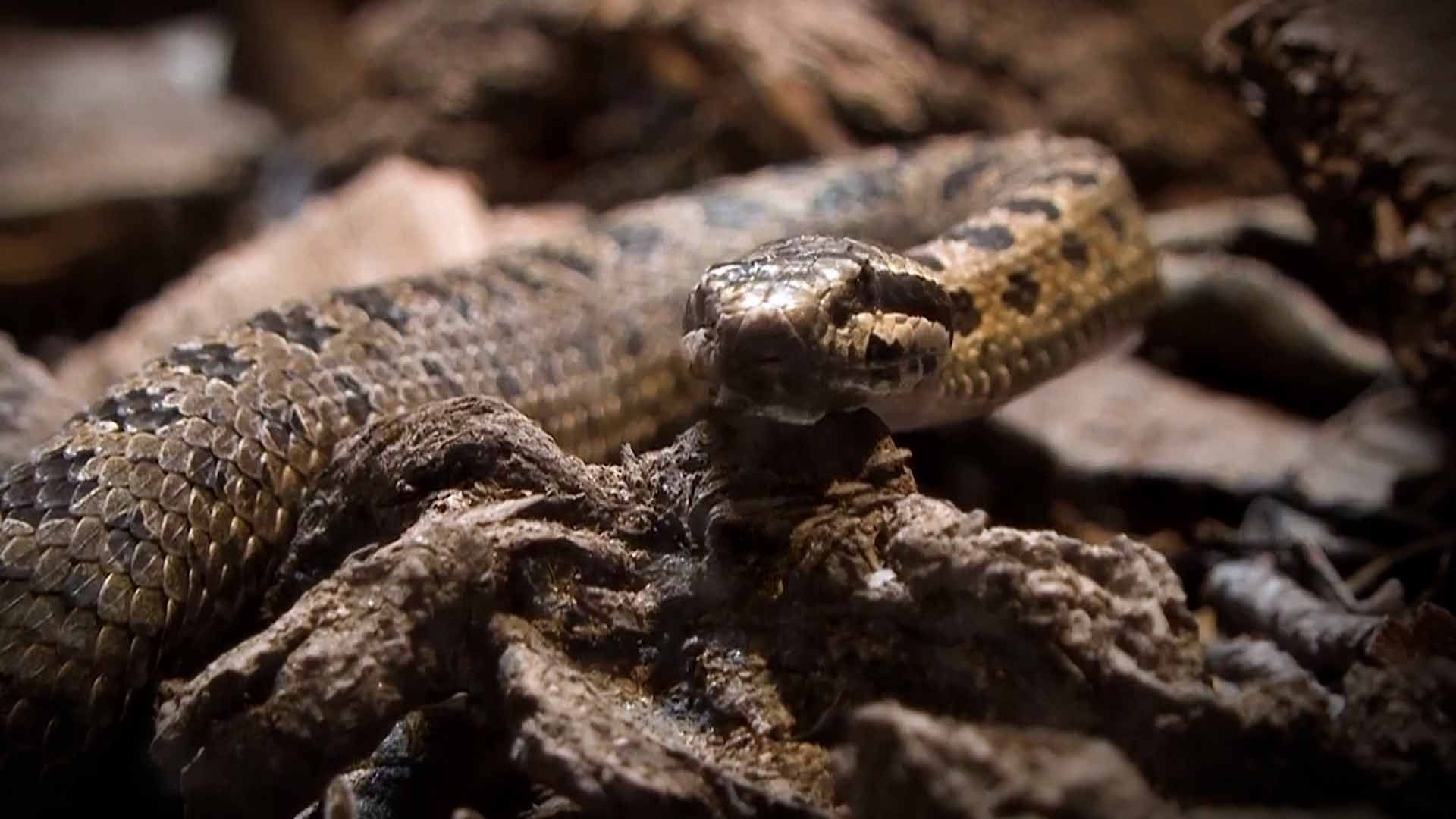 Alertan por Aumento de Avistamientos de Serpientes en Coahuila por Altas Temperaturas