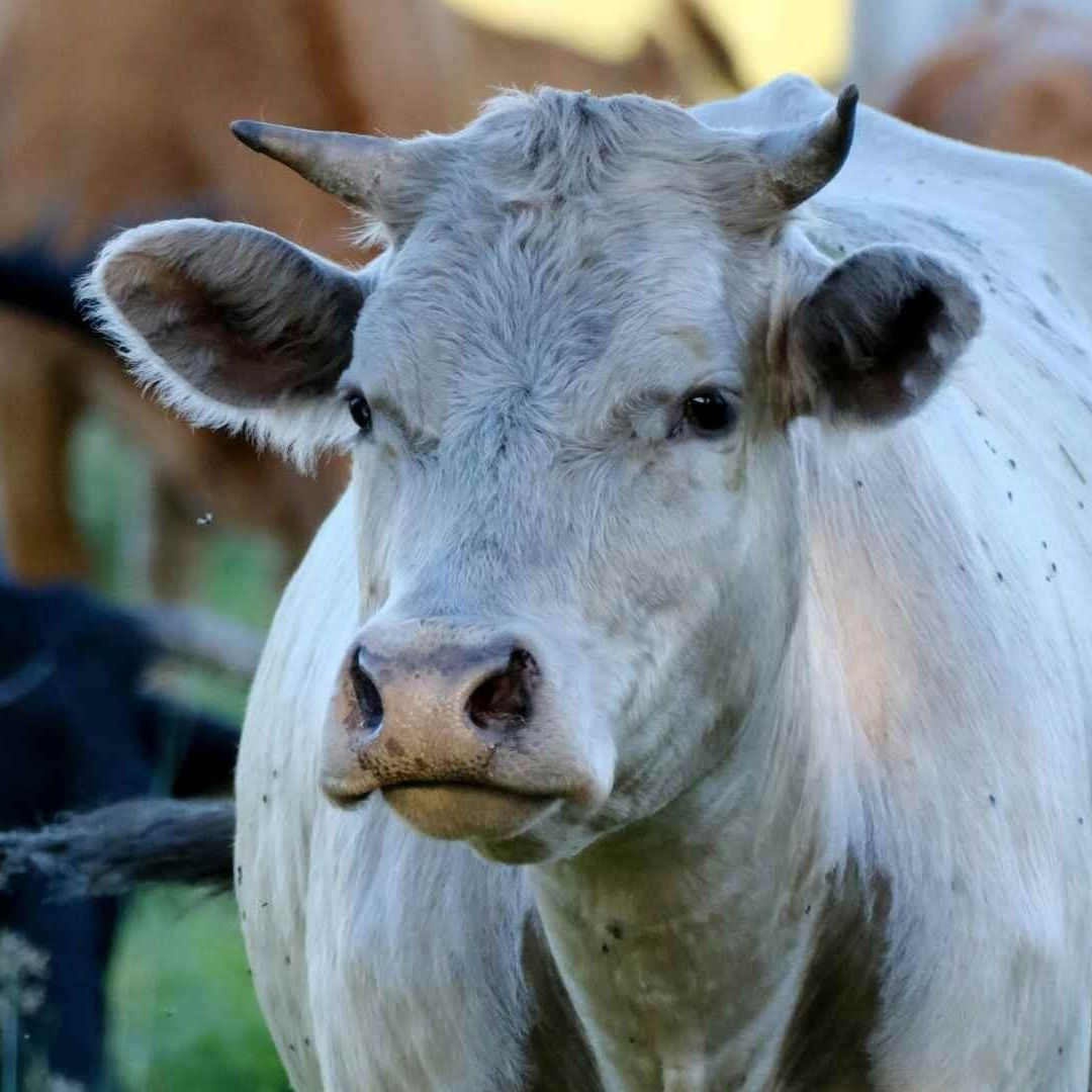 Casos de Gusano Barrenador en Querétaro