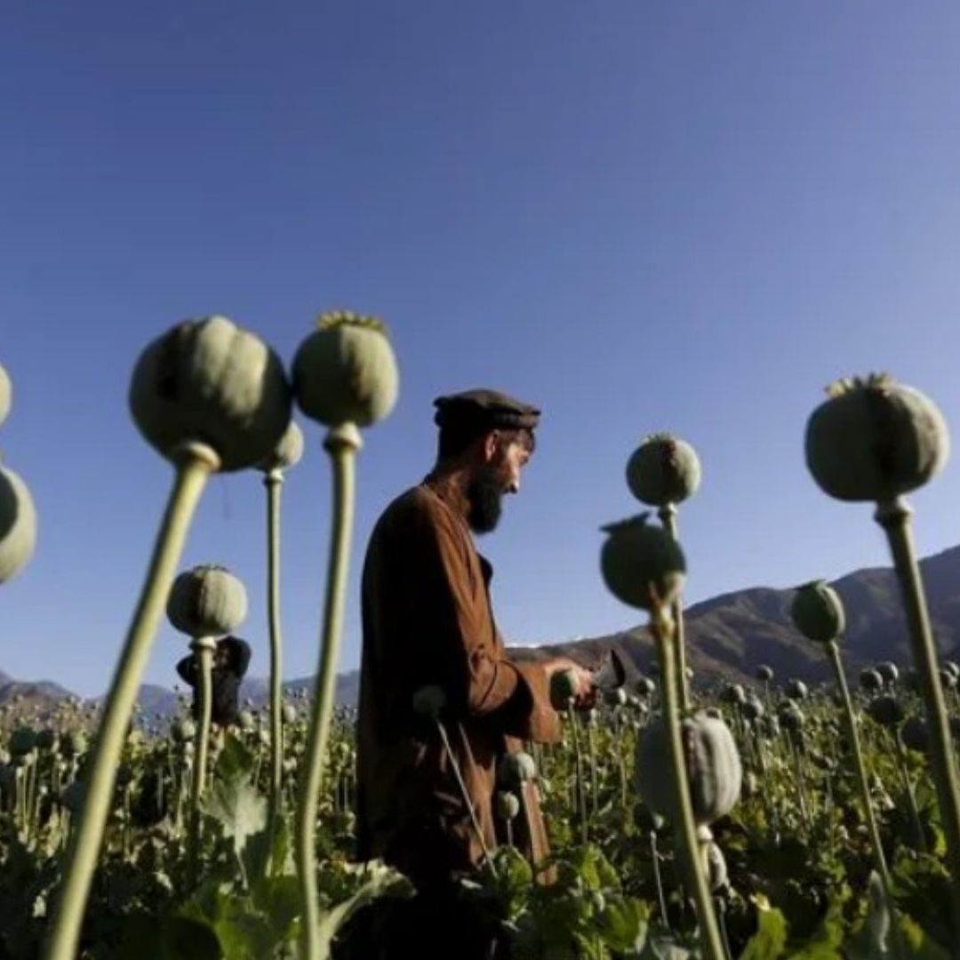 Un hombre afgano trabaja en un campo de amapolas en la provincia de Nangarhar, Afganistán