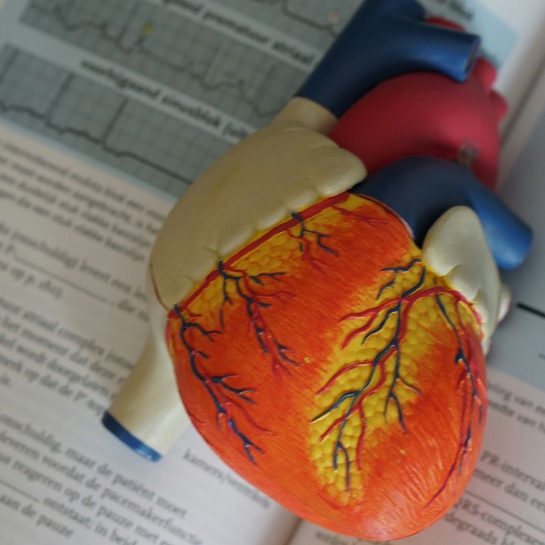 Células del corazón se pueden regenerar tras infarto