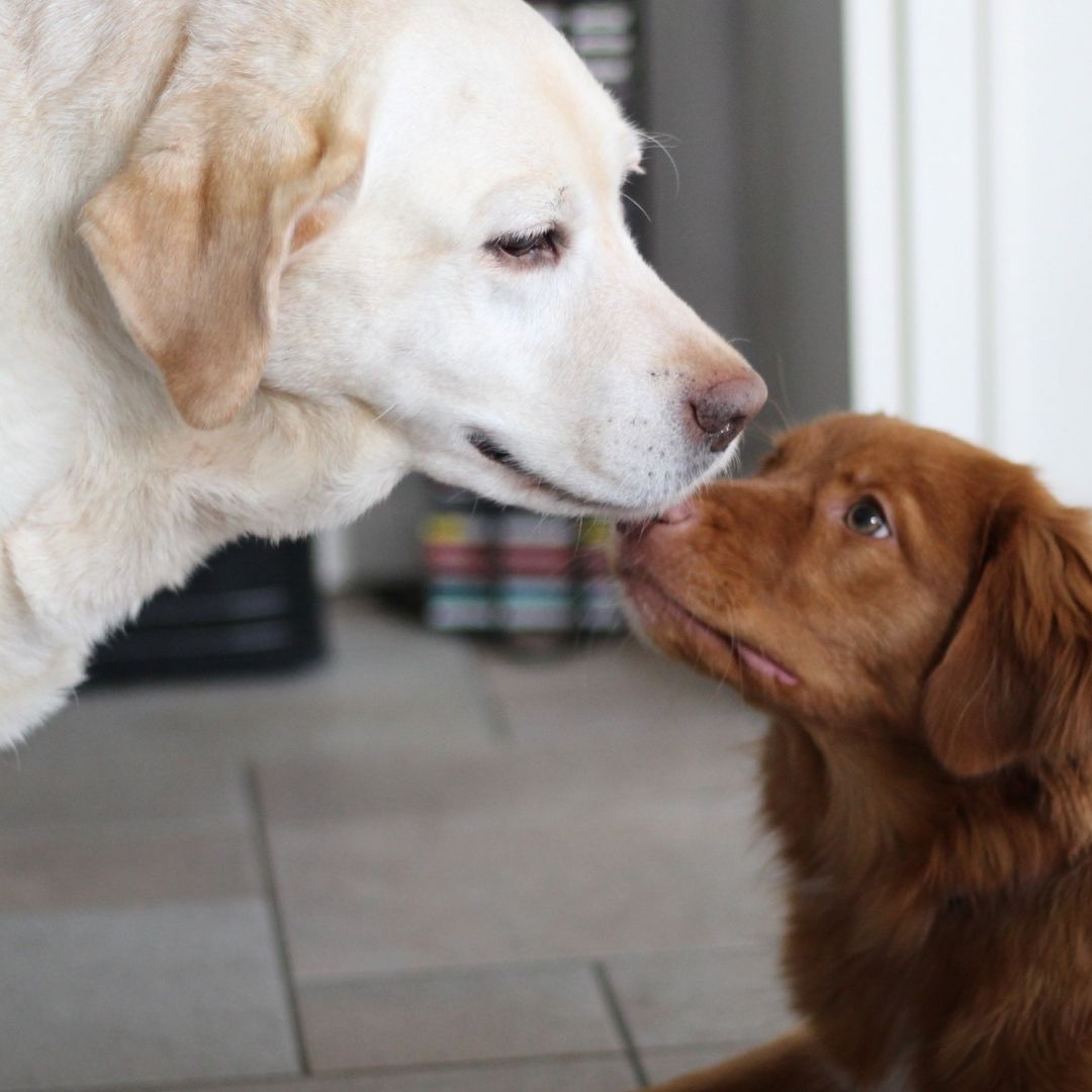 La FDA Aprueba Fármaco para Retrasar la Insuficiencia Cardíaca en Perros.