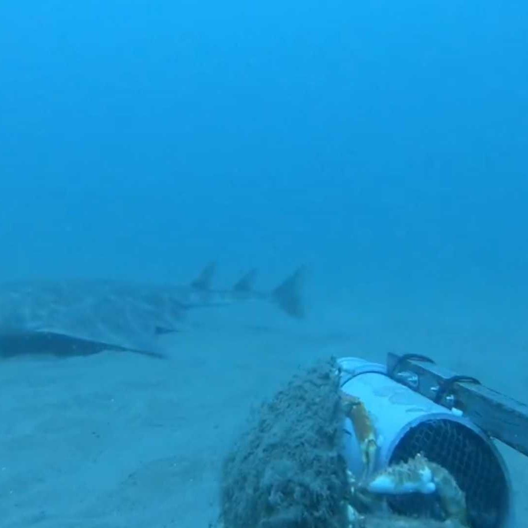 Un tiburón es captado por una cámara.