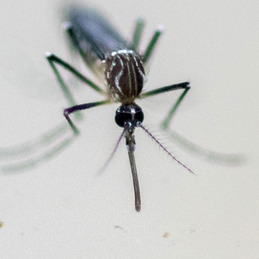 CDC de EUA Emite Alerta de Viaje a China por Peligroso Brote de Enfermedad