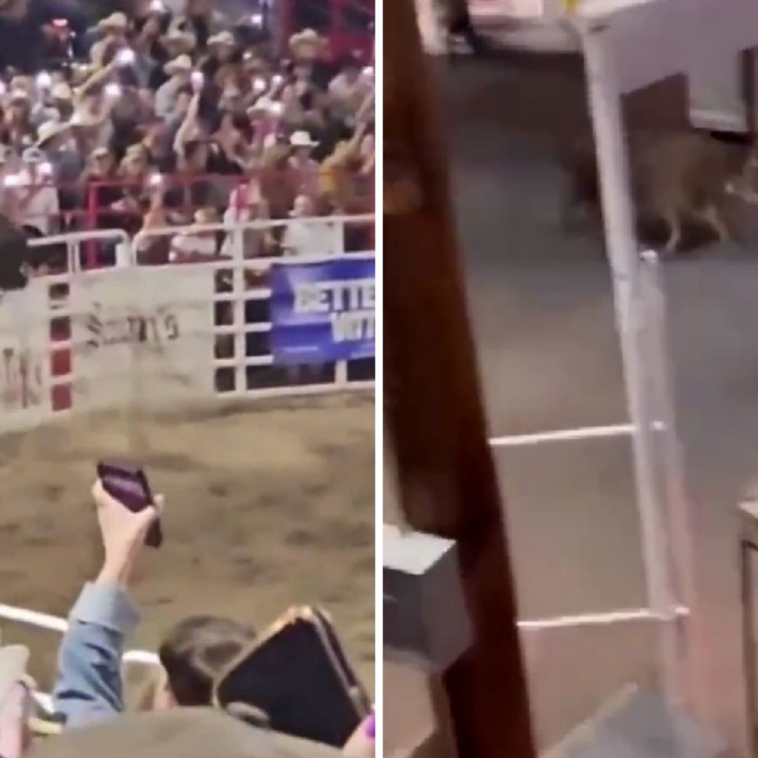 Toro embiste a tres personas en rodeo