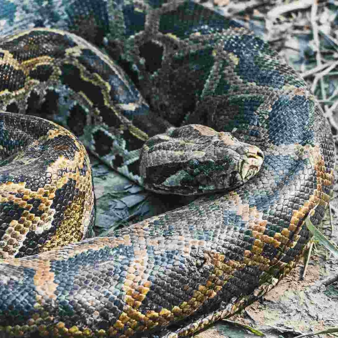La pitón es la serpiente más larga del mundo