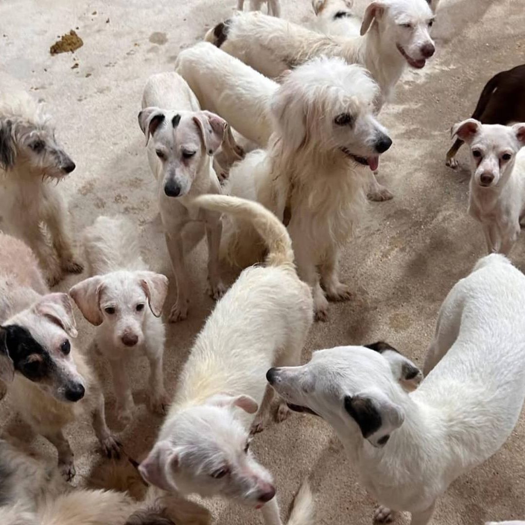 Perros asegurados en cateo a vivienda en Coatzacoalcos al sur de Veracruz.