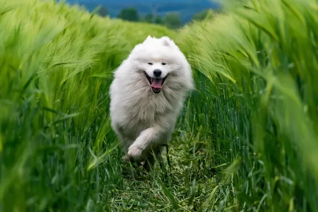 Can de la raza Samoyedo. Fuente: Pixabay