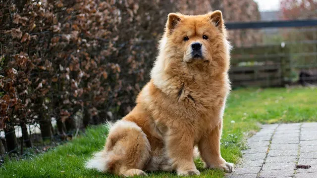 Raza de perros Chow chow. Fuente: Pixabay