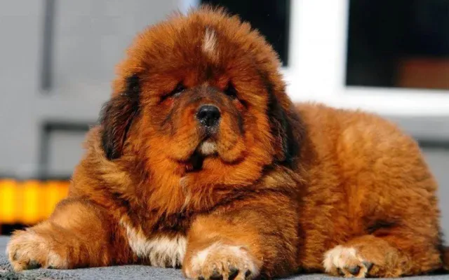Mastín tibetano, una raza canina originaria del Tíbet. Fuente: iStock