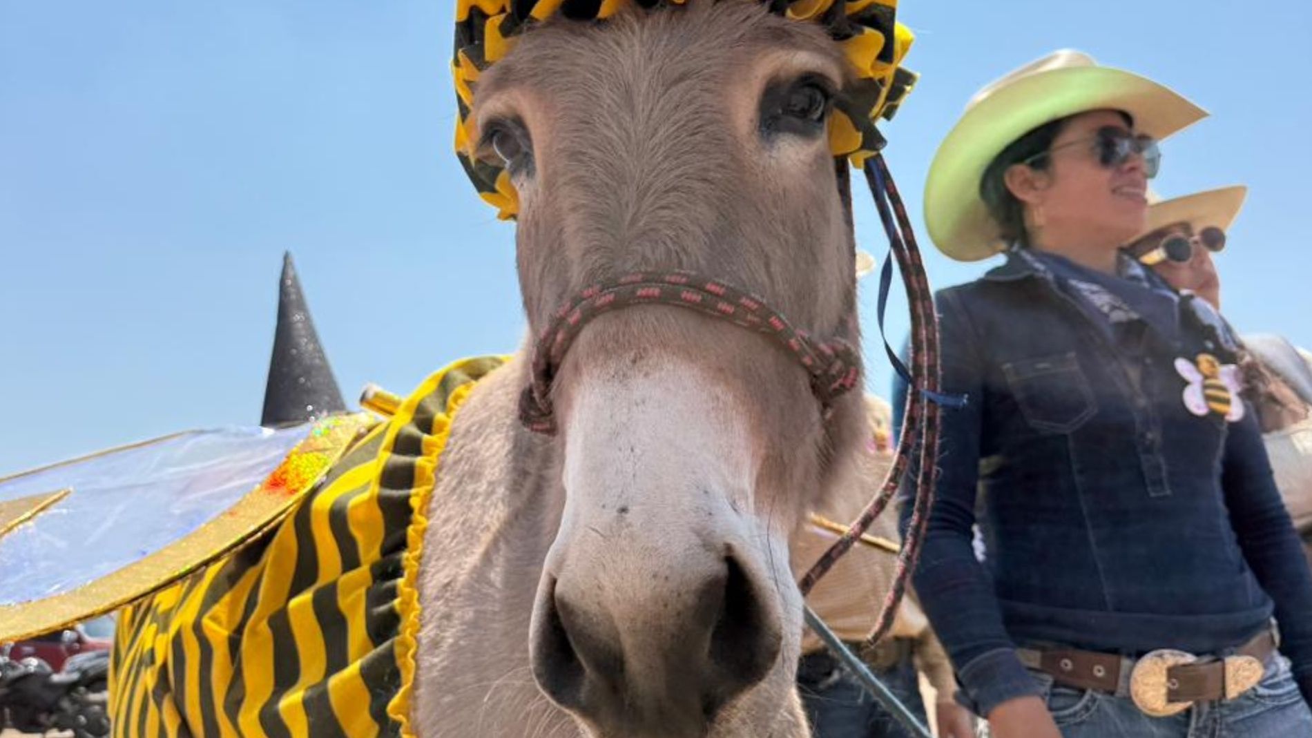 Celebran en Otumba, Edomex, Feria Nacional del Burro 2026, ante Alerta por Peligro de Extinción