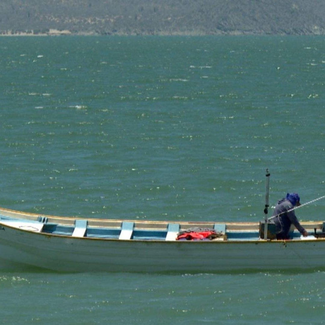 Alerta por Avistamiento de Tiburón de Cuatro Metros en Bahía de Kino, Sonora