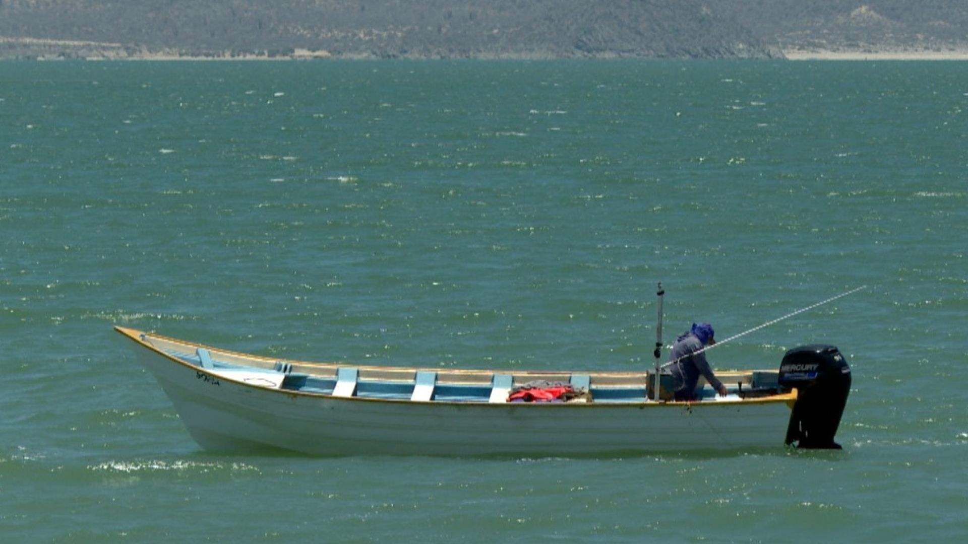 Alerta por Avistamiento de Tiburón de Cuatro Metros en Bahía de Kino, Sonora