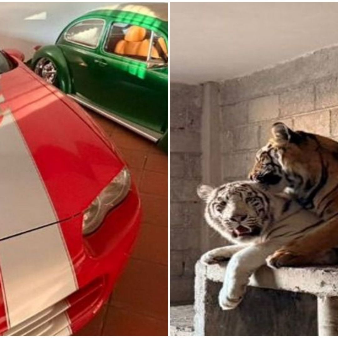 Caballos, Tigres y 10 Vehículos: Esto le Aseguraron a Mujer en Otumba, Edomex; ¿De Quién Se Trata?