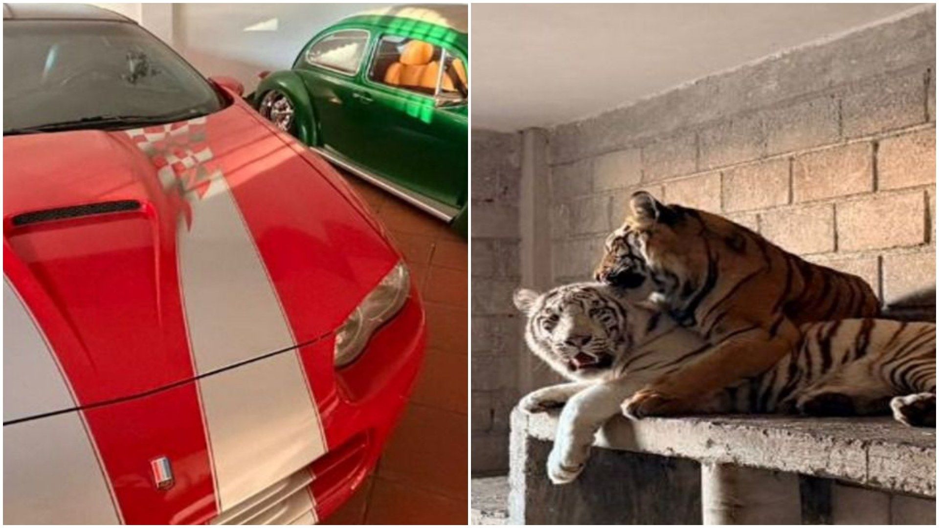 Caballos, Tigres y 10 Vehículos: Esto le Aseguraron a Mujer en Otumba, Edomex; ¿De Quién Se Trata?