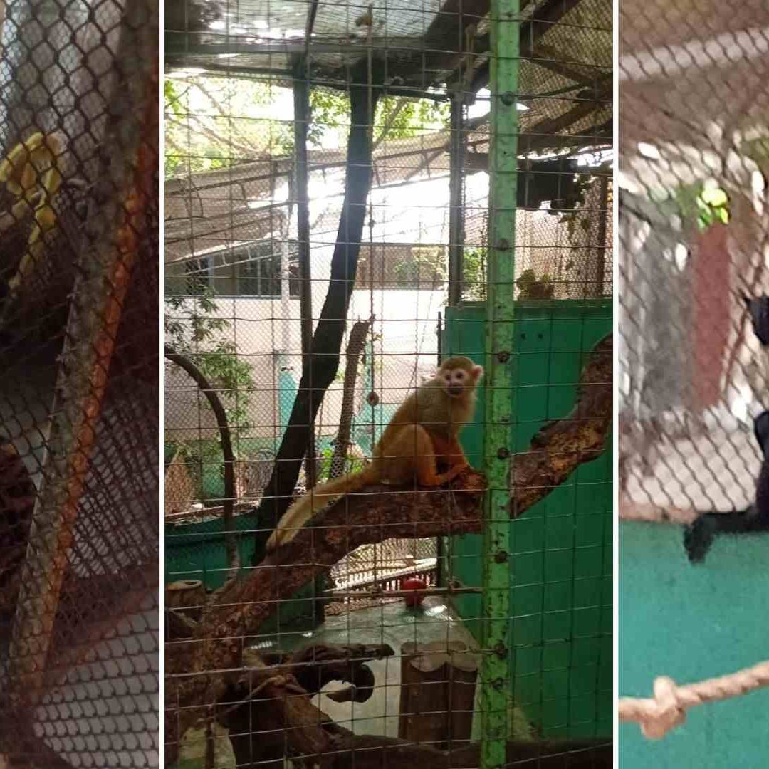 Aseguran Establecimiento con Fauna Exótica en Playa del Carmen, Quintana Roo; Hay 5 Detenidos