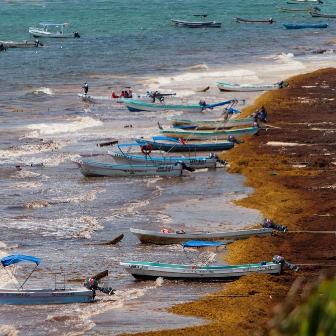 Temporada de Sargazo en Quintana Roo en 2026, Se Perfila para Ser Una de las Más Intensas