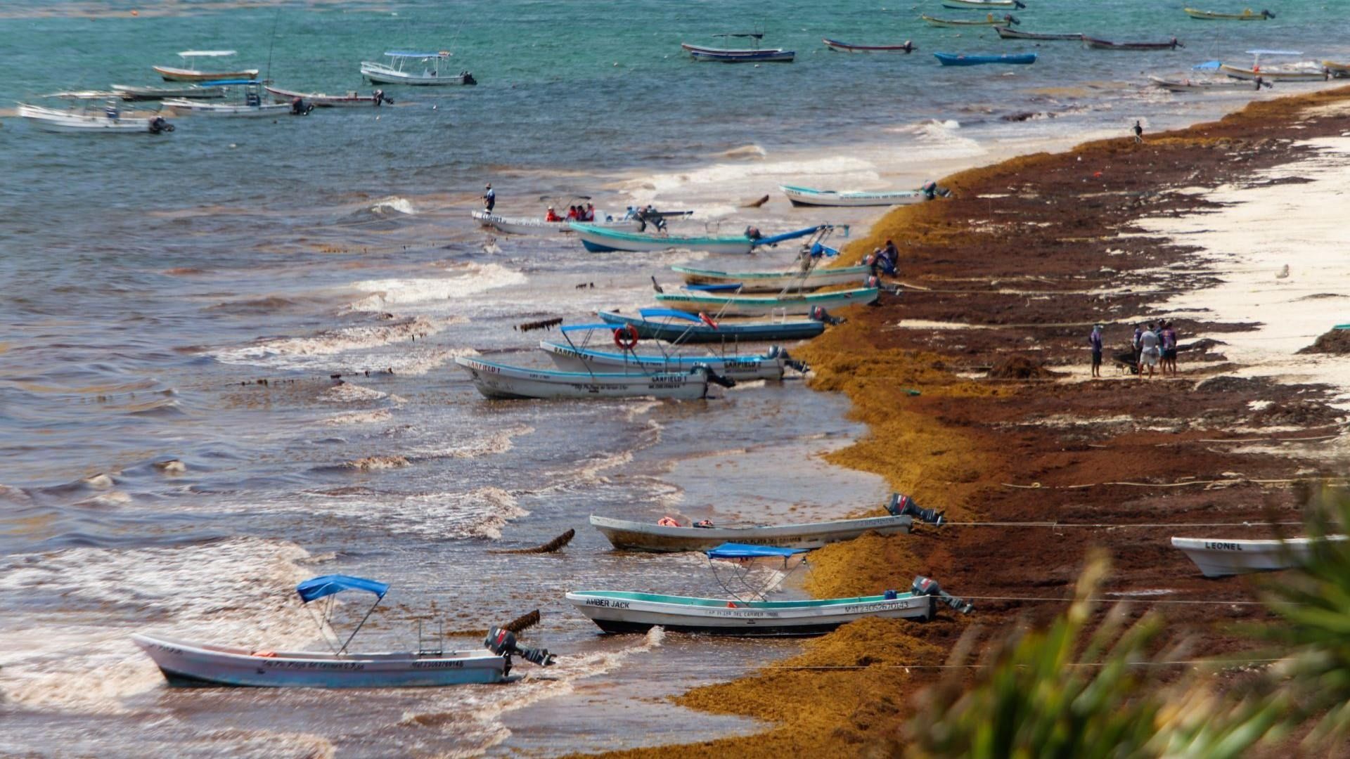 Temporada de Sargazo en Quintana Roo en 2026, Se Perfila para Ser Una de las Más Intensas