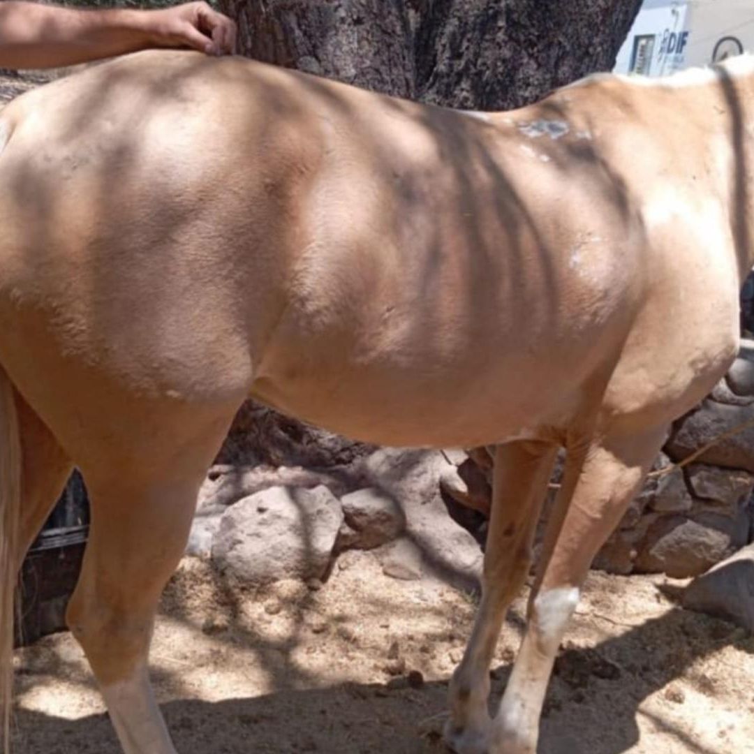 Rescatan a seis caballos abandonados en Chapala.