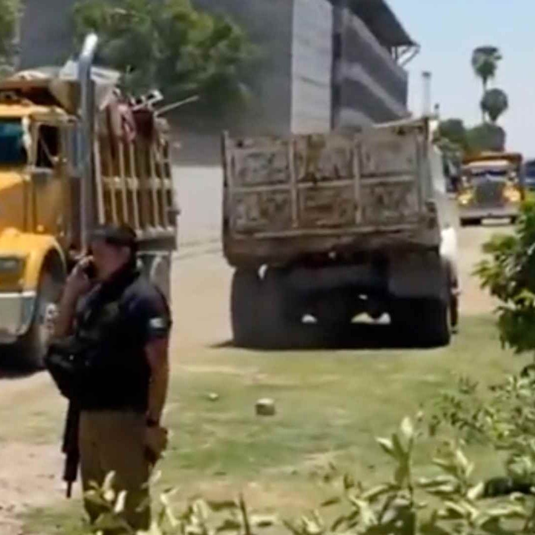 Durante el operativo también se rescató a cinco felinos
