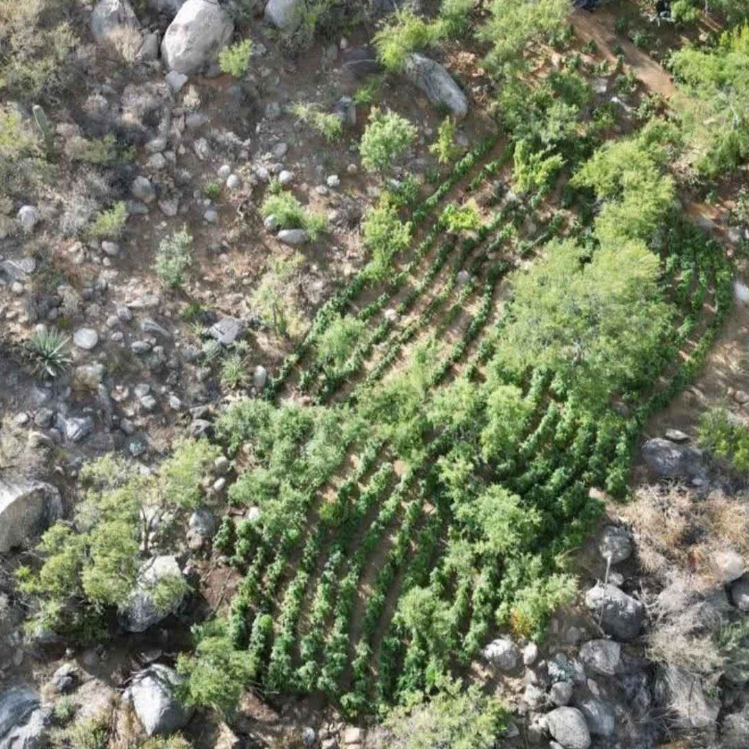 Marina Destruye Nueve Plantíos de Marihuana en Baja California