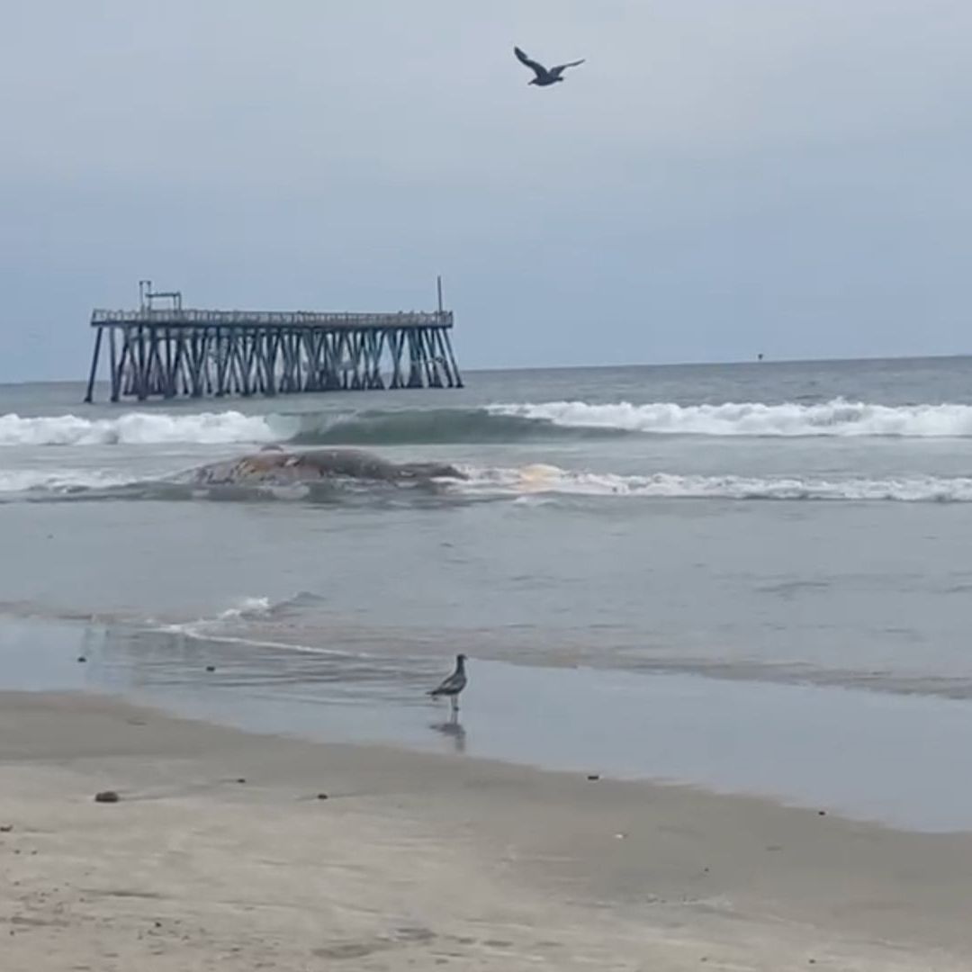 Mar Arroja Ballena en Playas de Rosarito