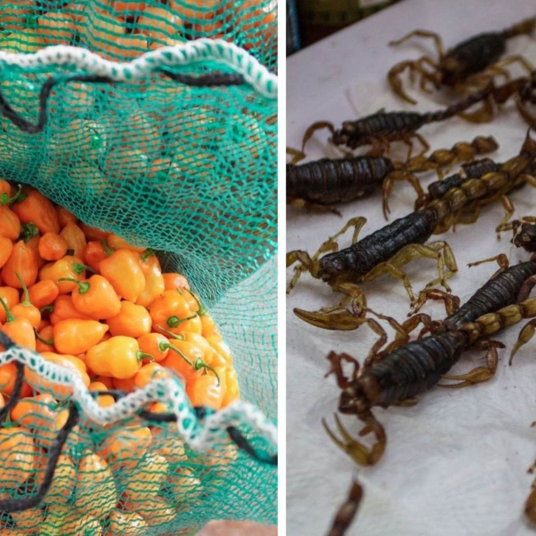 Crean con Veneno de Alacrán y Chile Habanero Antibióticos Patentados de la UNAM ¿Qué Curan?