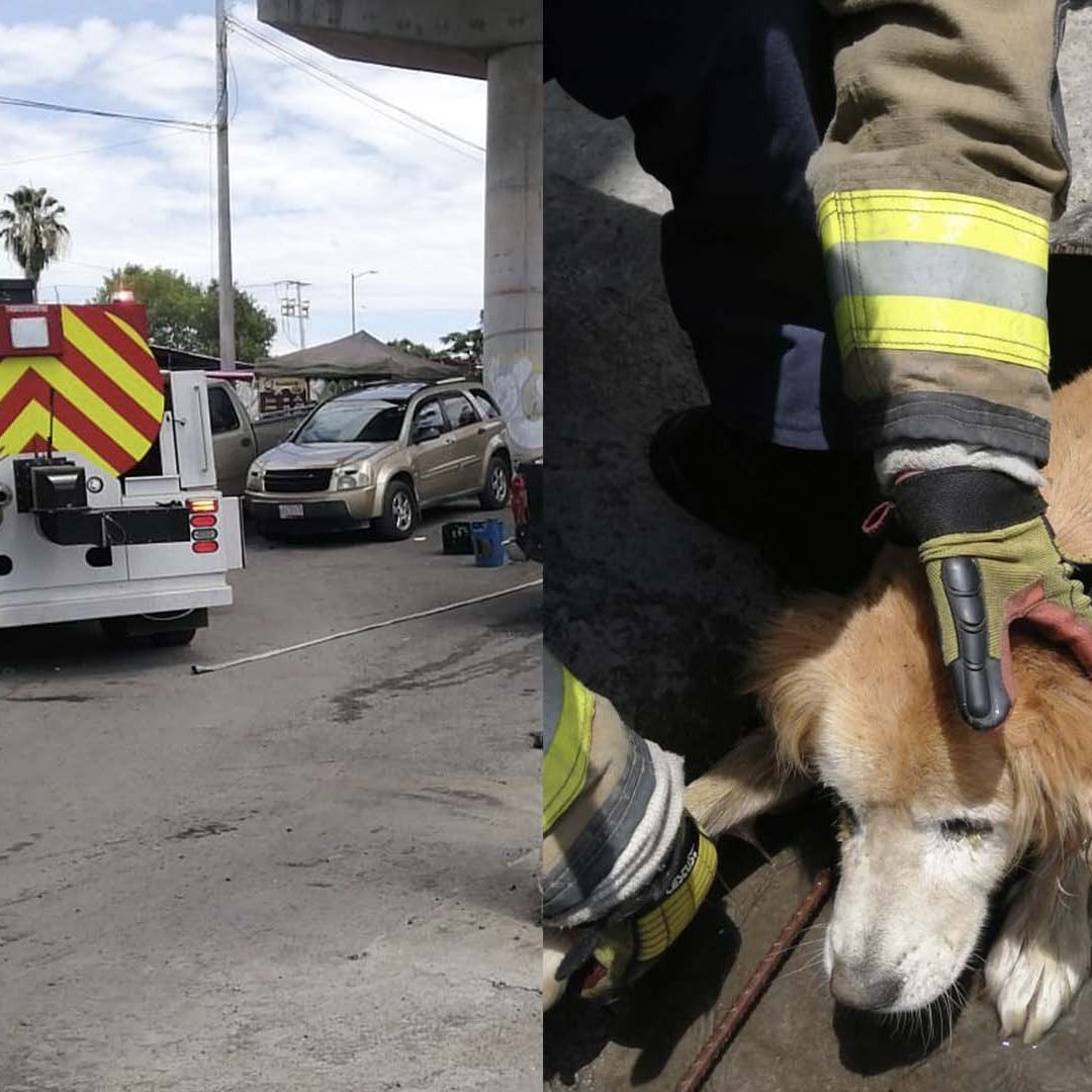 Bomberos Rescatan a Perro Atrapado en Tubo de Drenaje en Nuevo Laredo