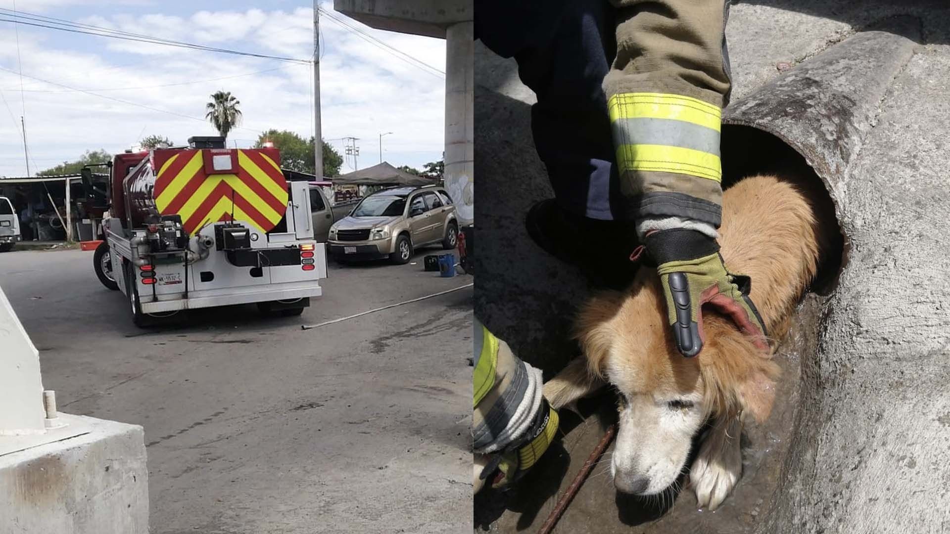 Bomberos Rescatan a Perro Atrapado en Tubo de Drenaje en Nuevo Laredo