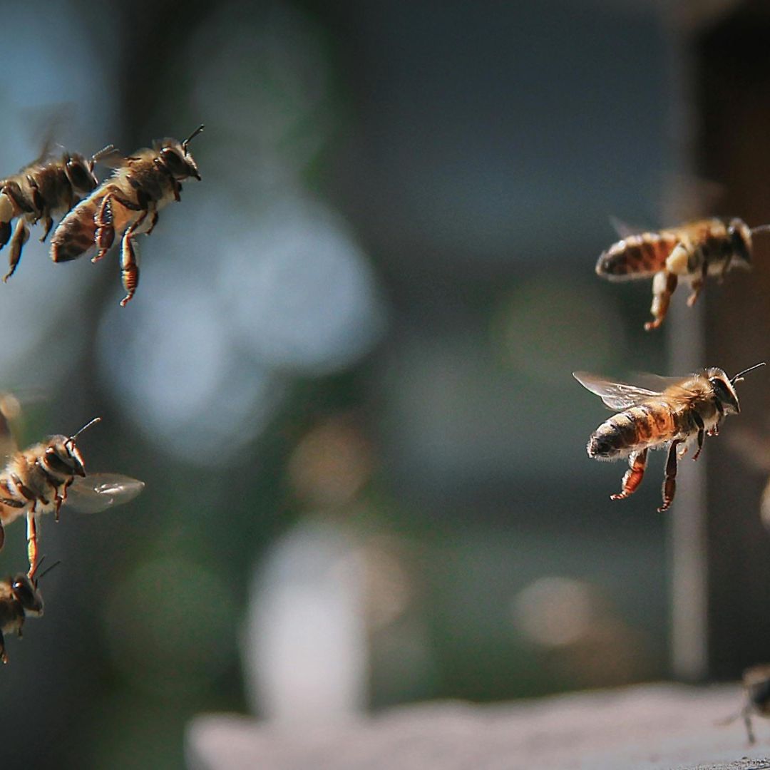 Abejas