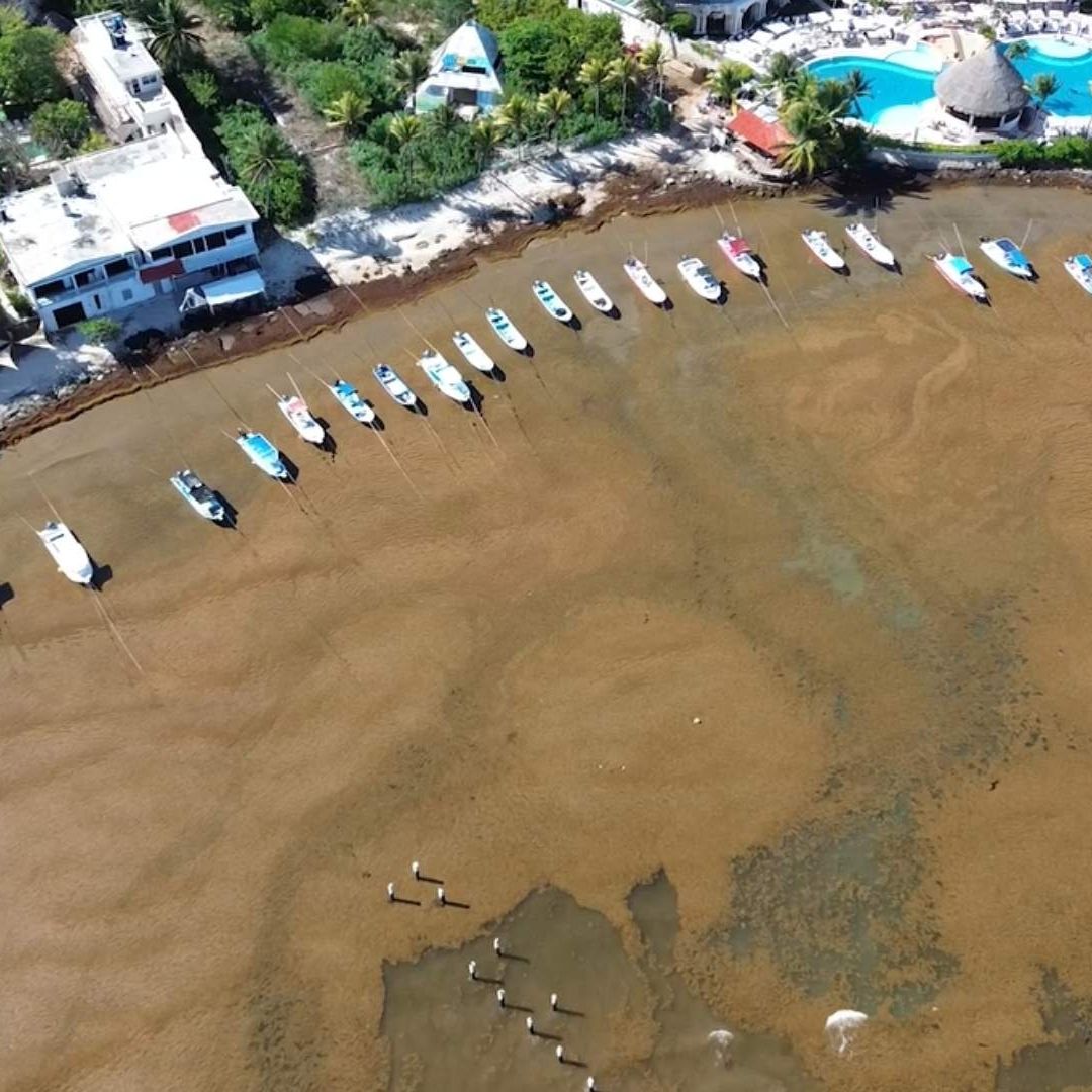 Sargazo Excesivo Afecta Turismo en Playa del Carmen