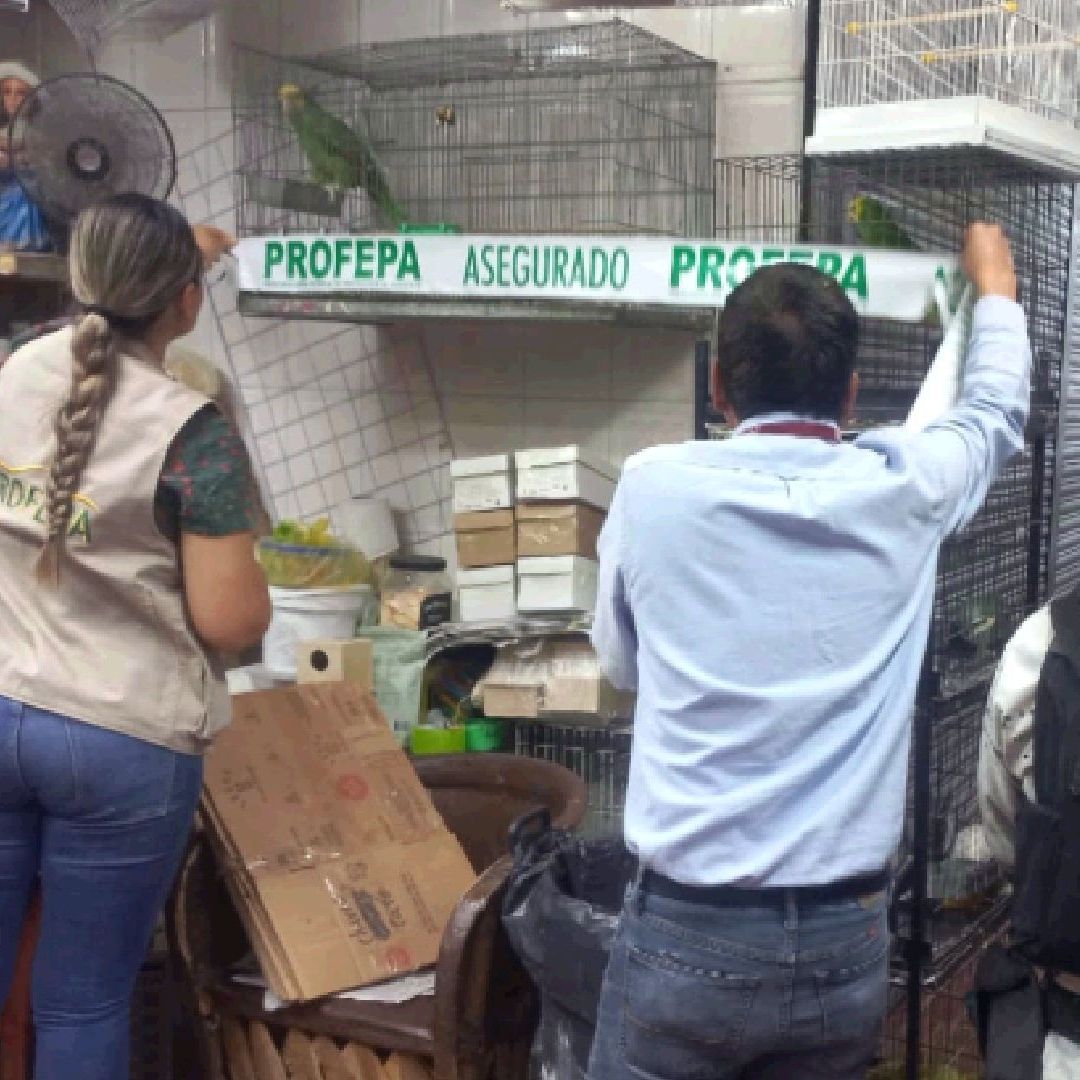 La Profepa decomisó 99 aves silvestres en el Mercado San Juan de Dios