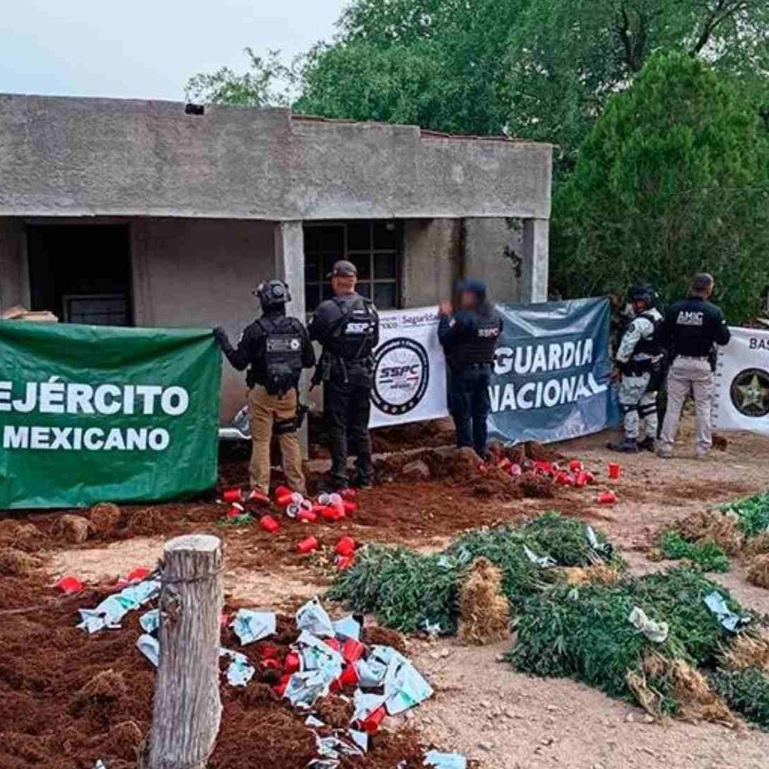 Aseguran Invernadero con Más de 800 Plantas de Marihuana en Cucurpe, Sonora