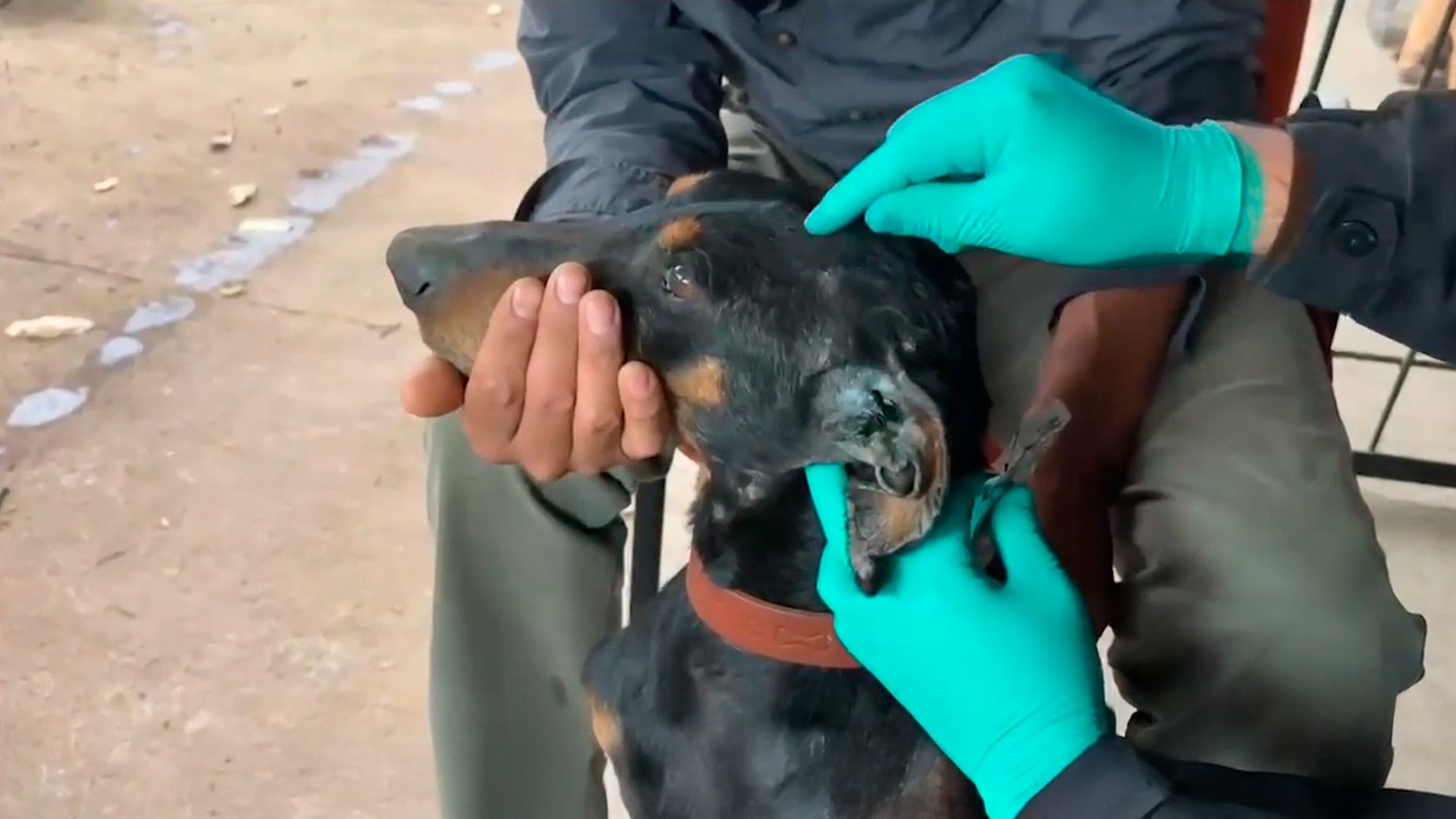 Primer caso de gusano barrenador en un perro en Ciudad de México