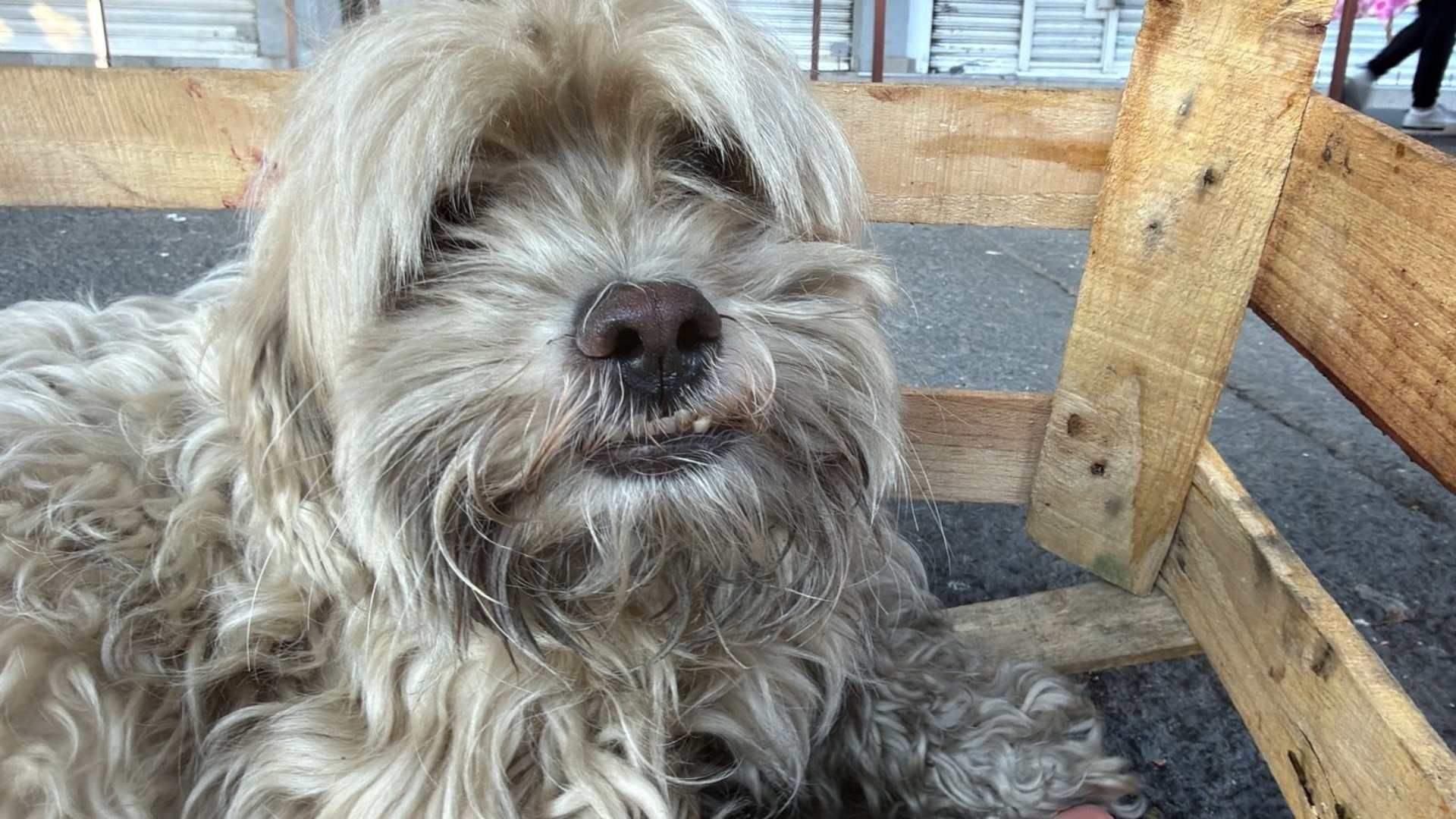 Perro abandonado en Ermita Iztapalapa