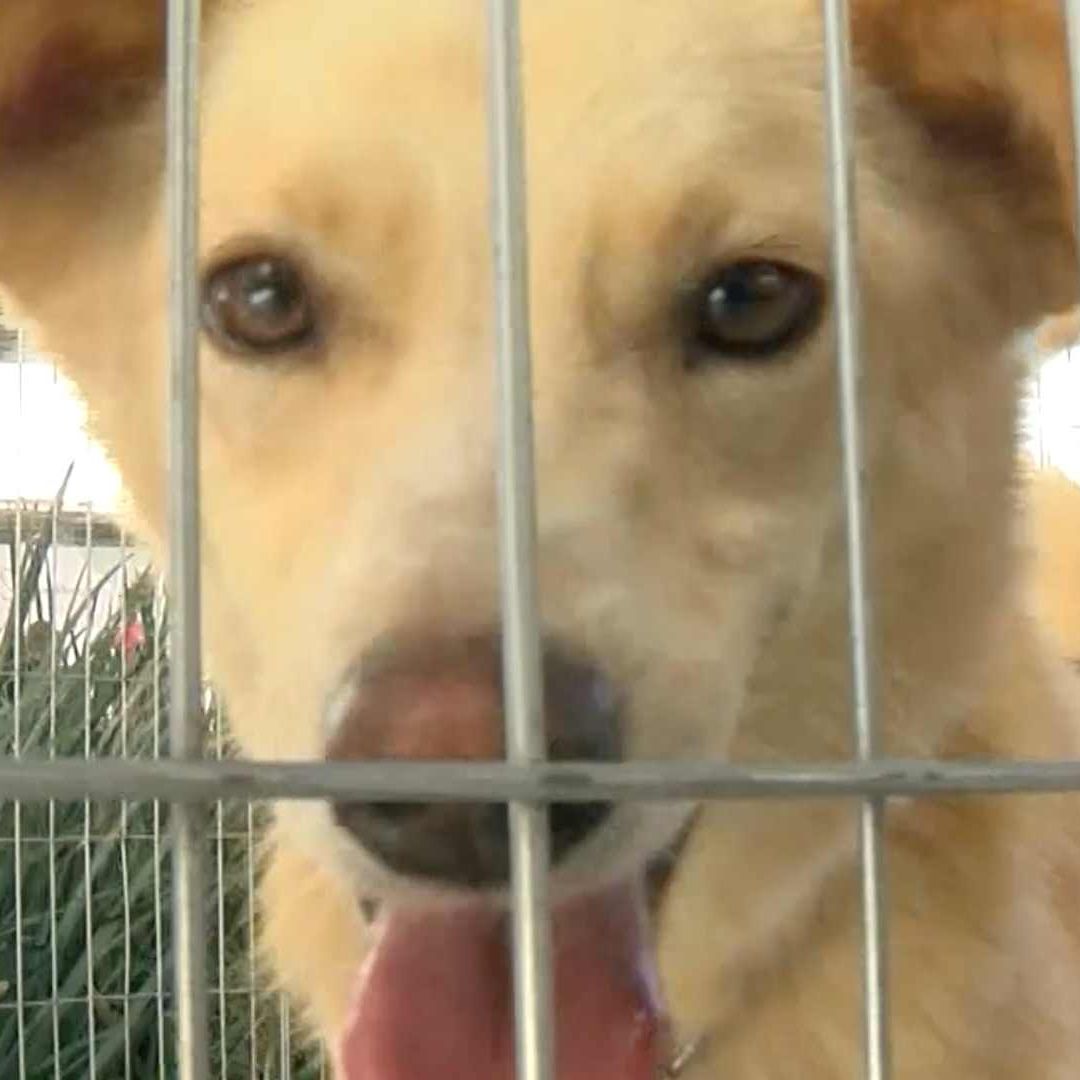 Detectan Gusano Barrenador en Perro de San Juan del Río