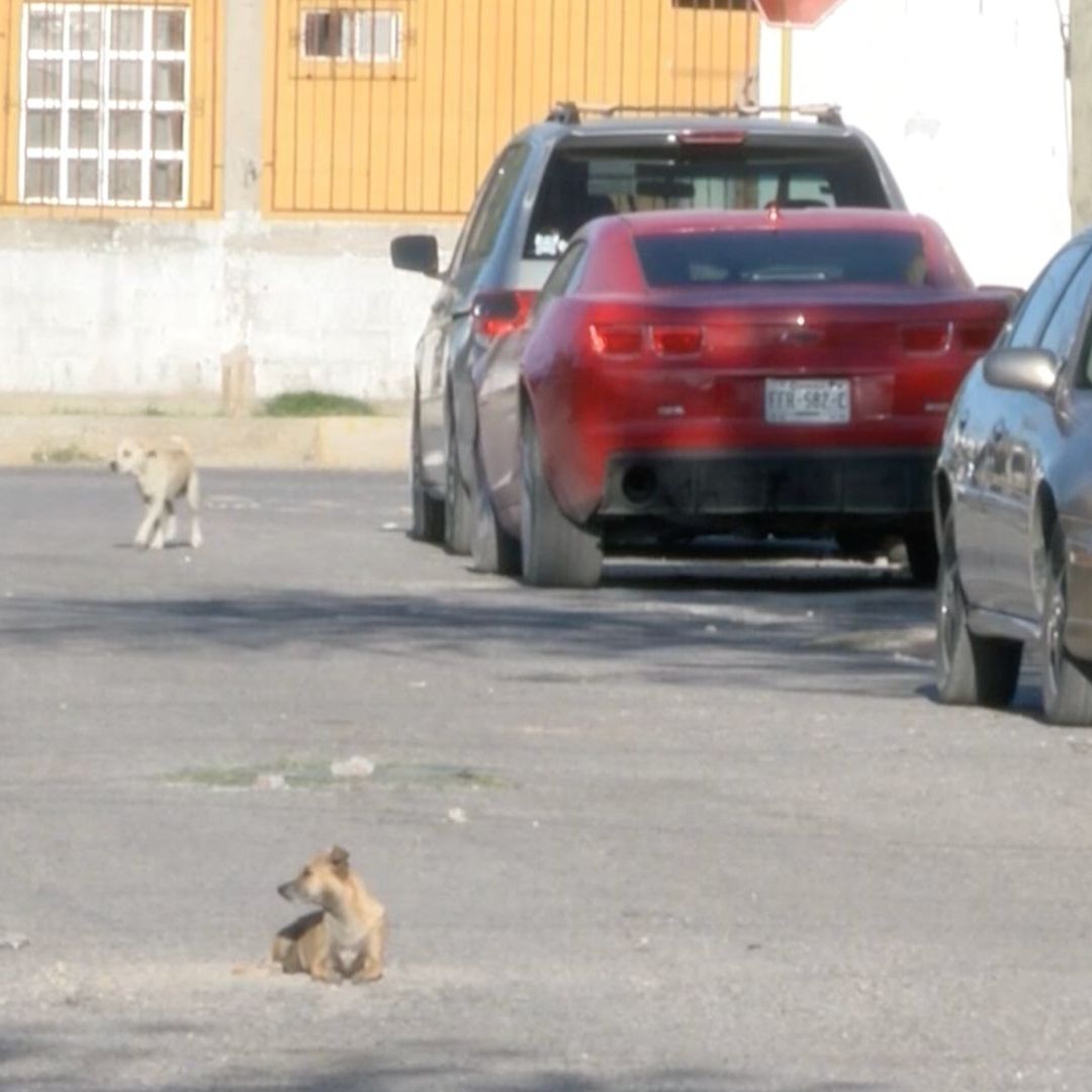 Vinculan a Hombre Acusado de Matar un Perro y Golpear a Policías con Ladrillos en Piedras Negras