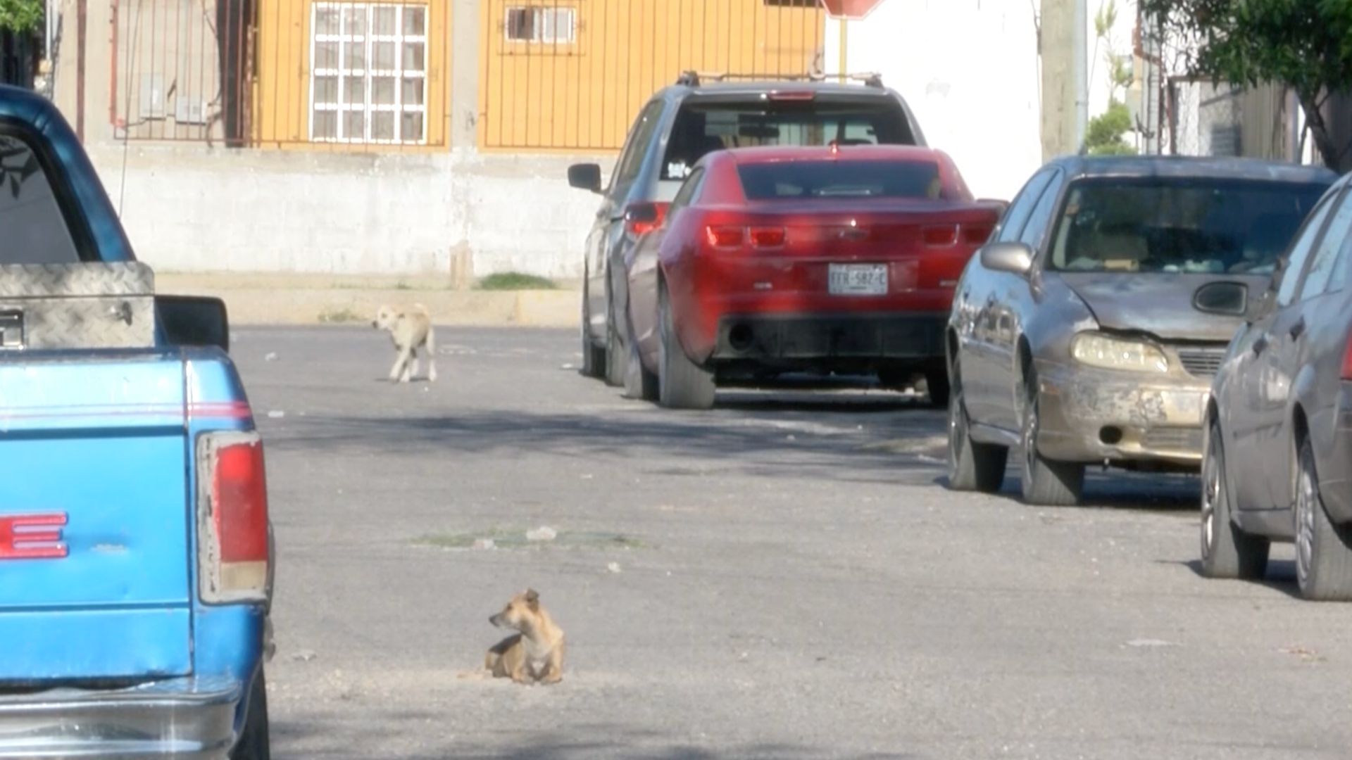 Vinculan a Hombre Acusado de Matar un Perro y Golpear a Policías con Ladrillos en Piedras Negras
