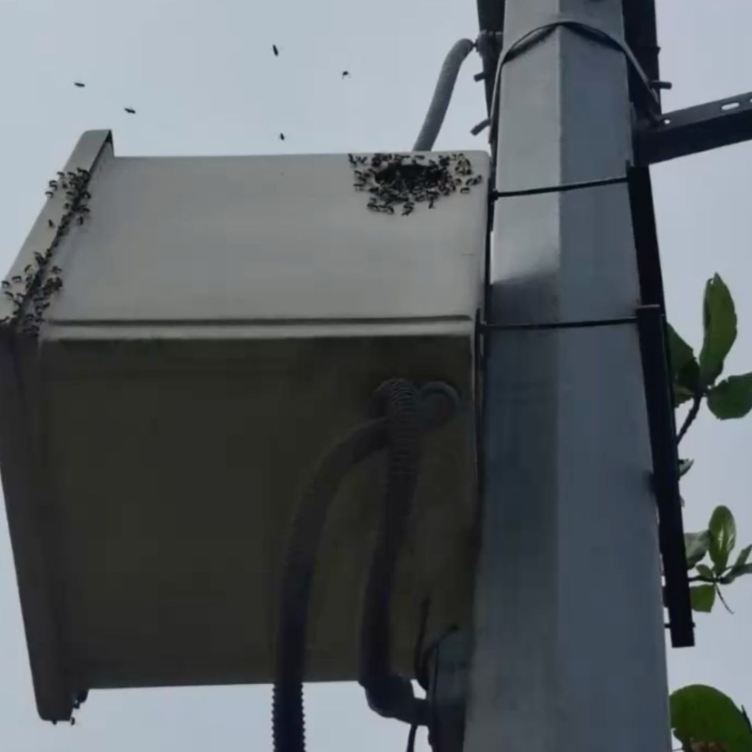Hombre Termina Sin Pierna tras Ataque Enjambre Abejas en Boca del Río Las Vegas