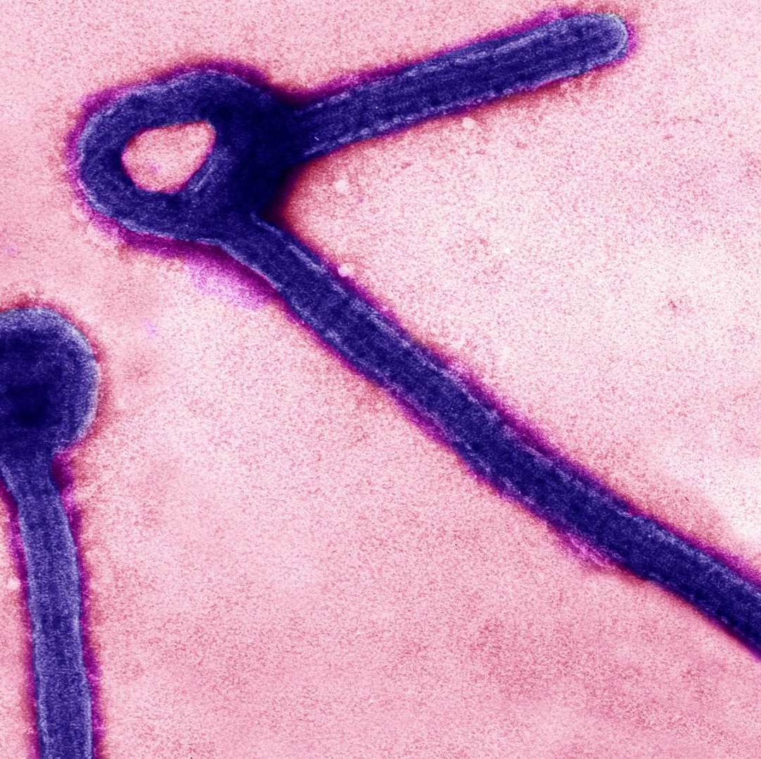 Virus Ébola Tasa Mortalidad Mayo 2026. Brote Bundibugyo