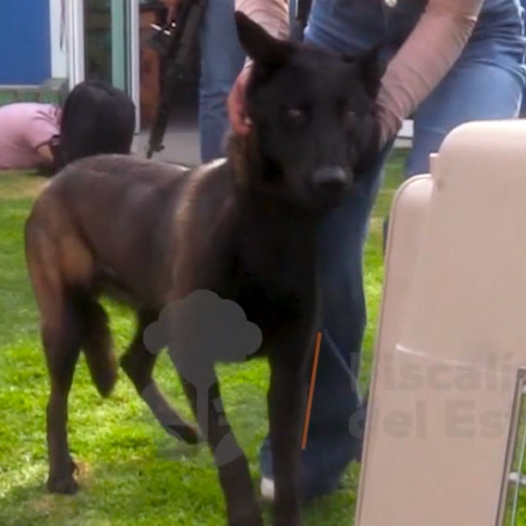 Un hombre fue detenido por maltratar a su perro en Tlaquepaque