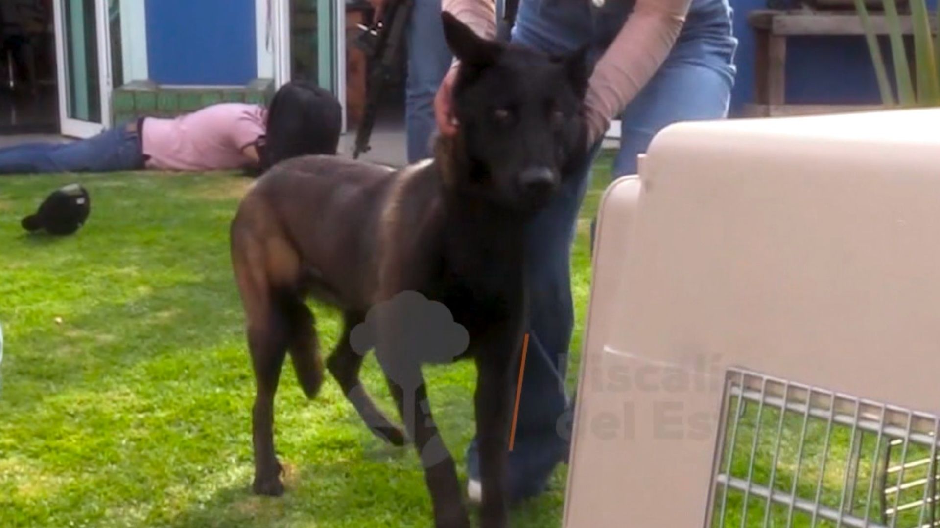 Un hombre fue detenido por maltratar a su perro en Tlaquepaque