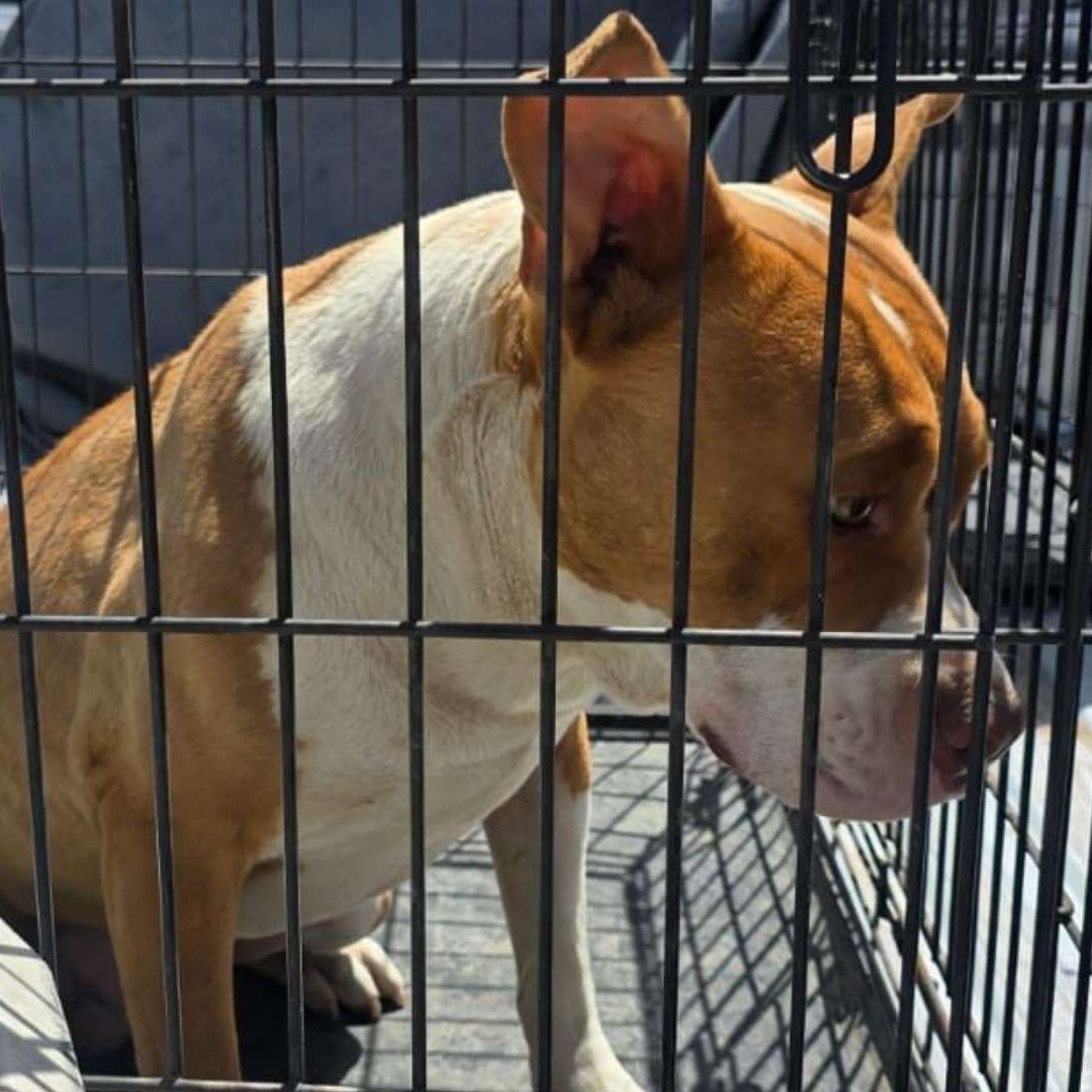 Rescata Fiscalía 43 Animales Maltratados en Condiciones de Abandono en Ciudad Juárez