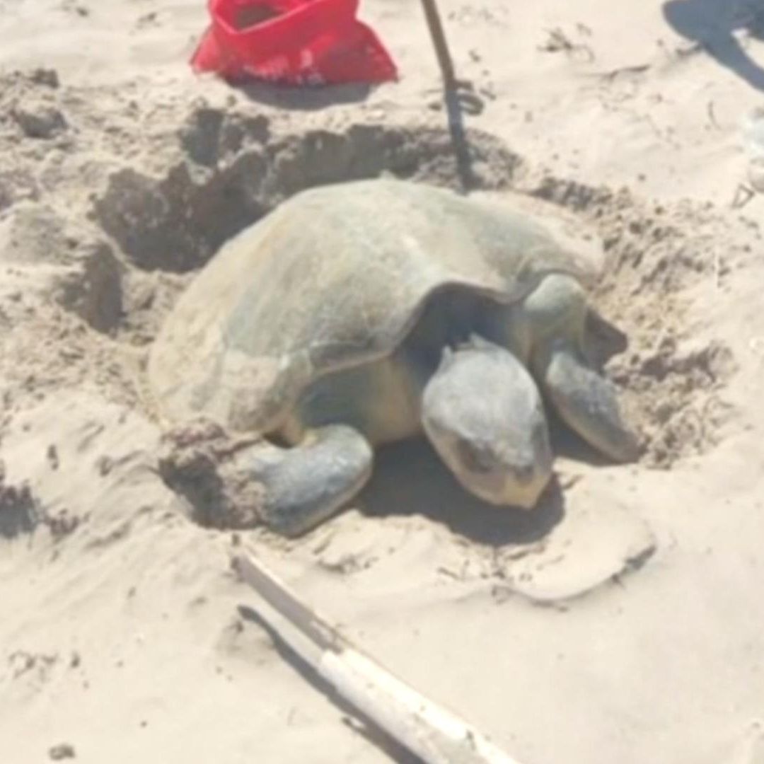 Registran Histórica Anidación de Tortuga Lora en Playa Bagdad