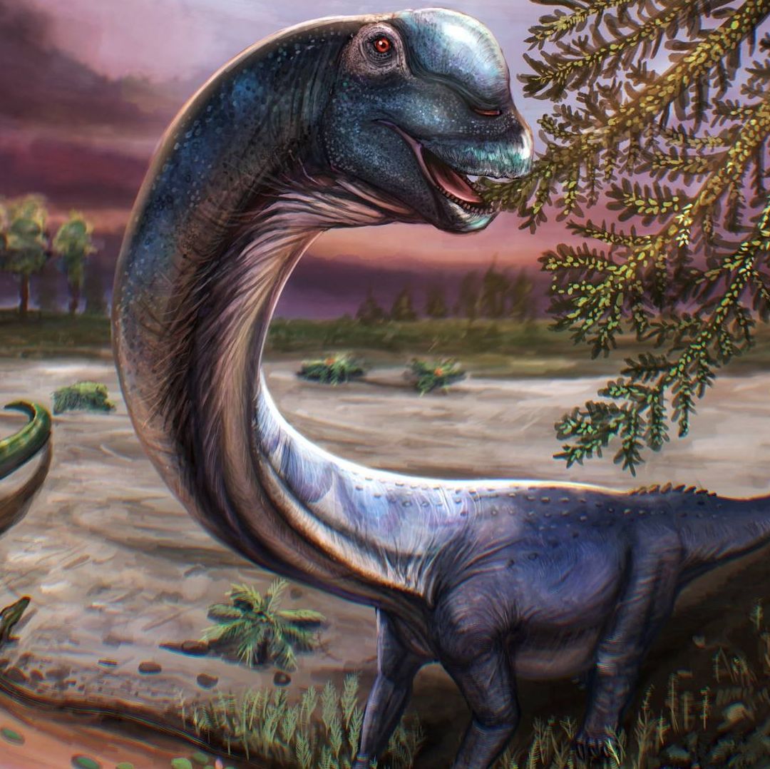 El dinosaurio gigante fue bautizado como ‘Nagatitan chaiyaphumensis’. Foto: Reuters