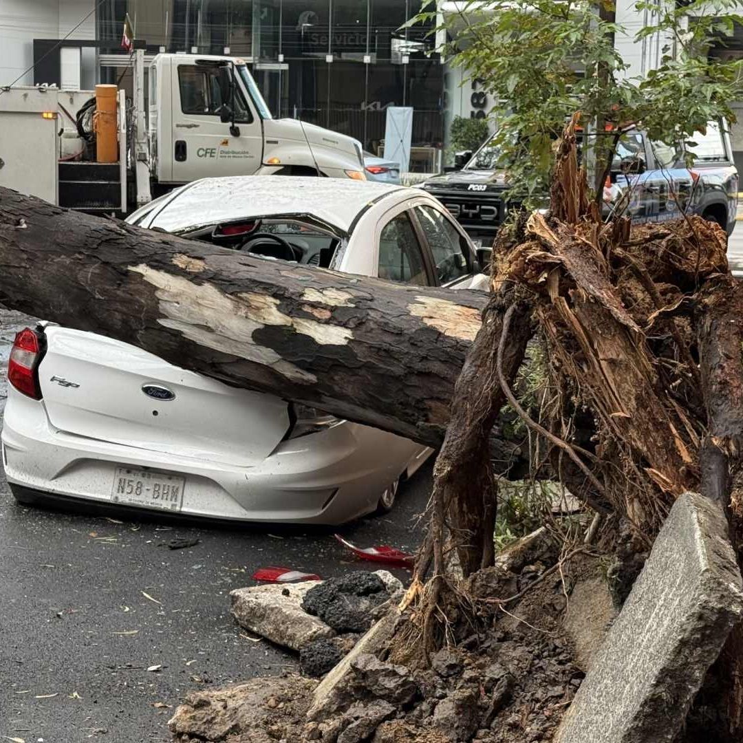 Cae Arbol por lluvias en CDMX. Foto: N+