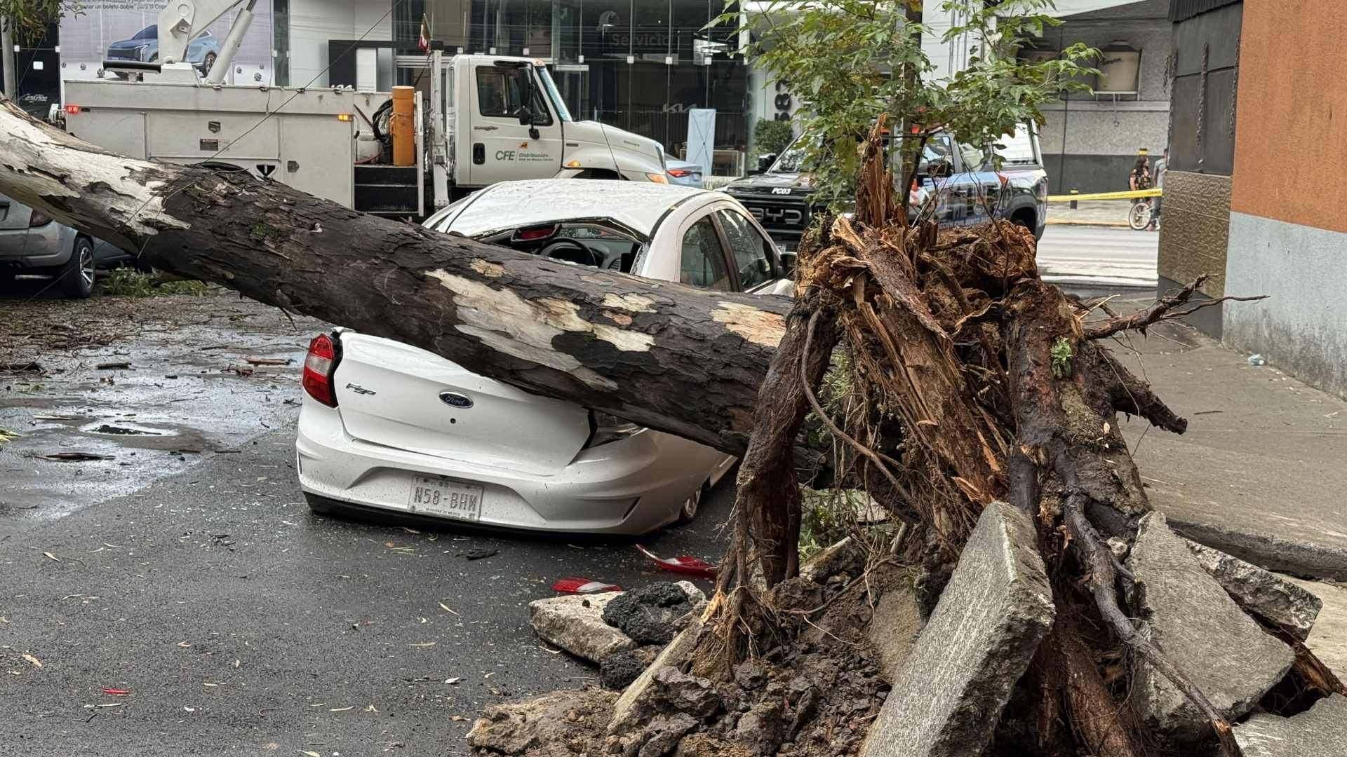 Cae Arbol por lluvias en CDMX. Foto: N+