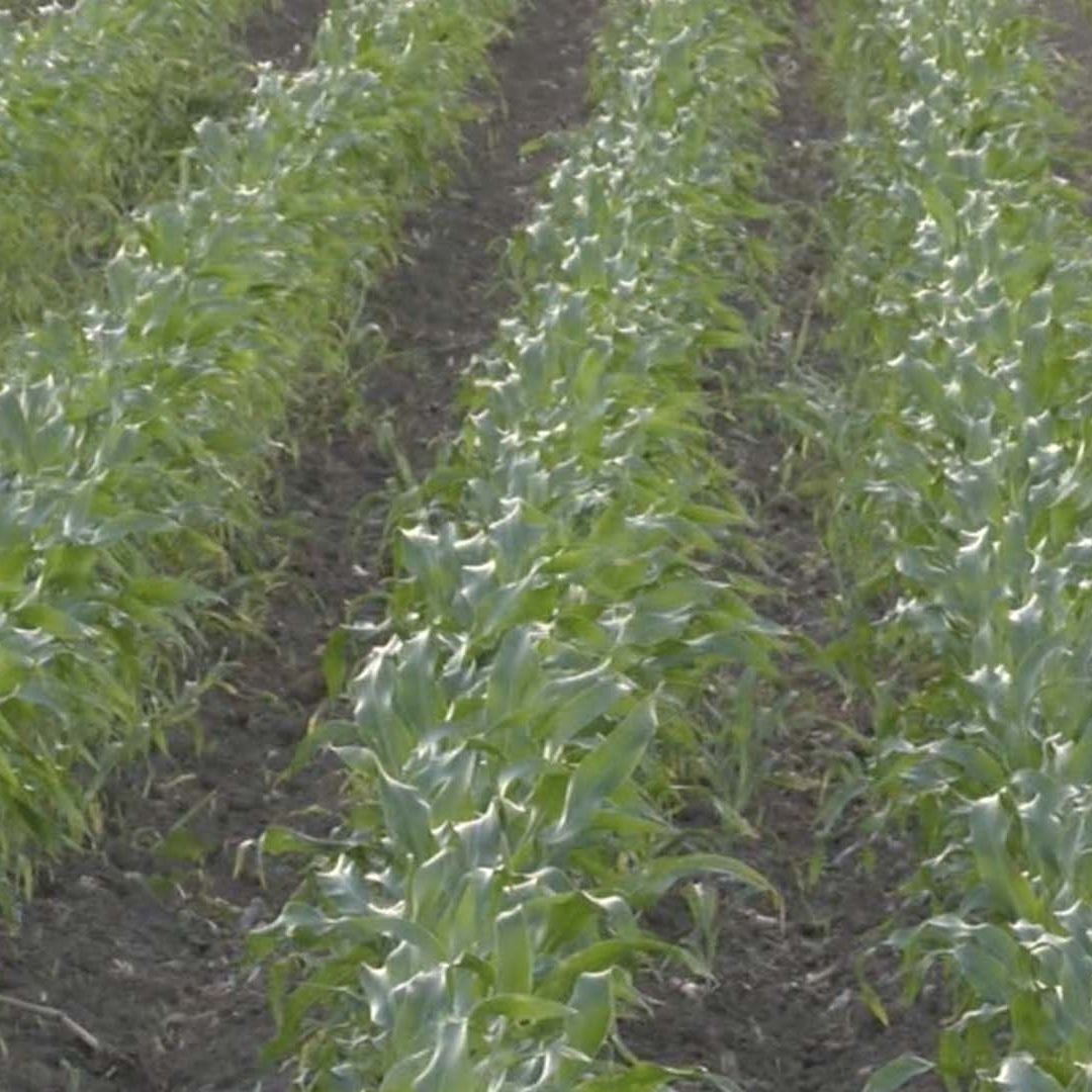 Productores de Tamaulipas Reportan la Presencia de Plaga de Araña Roja en Cultivos de Maíz