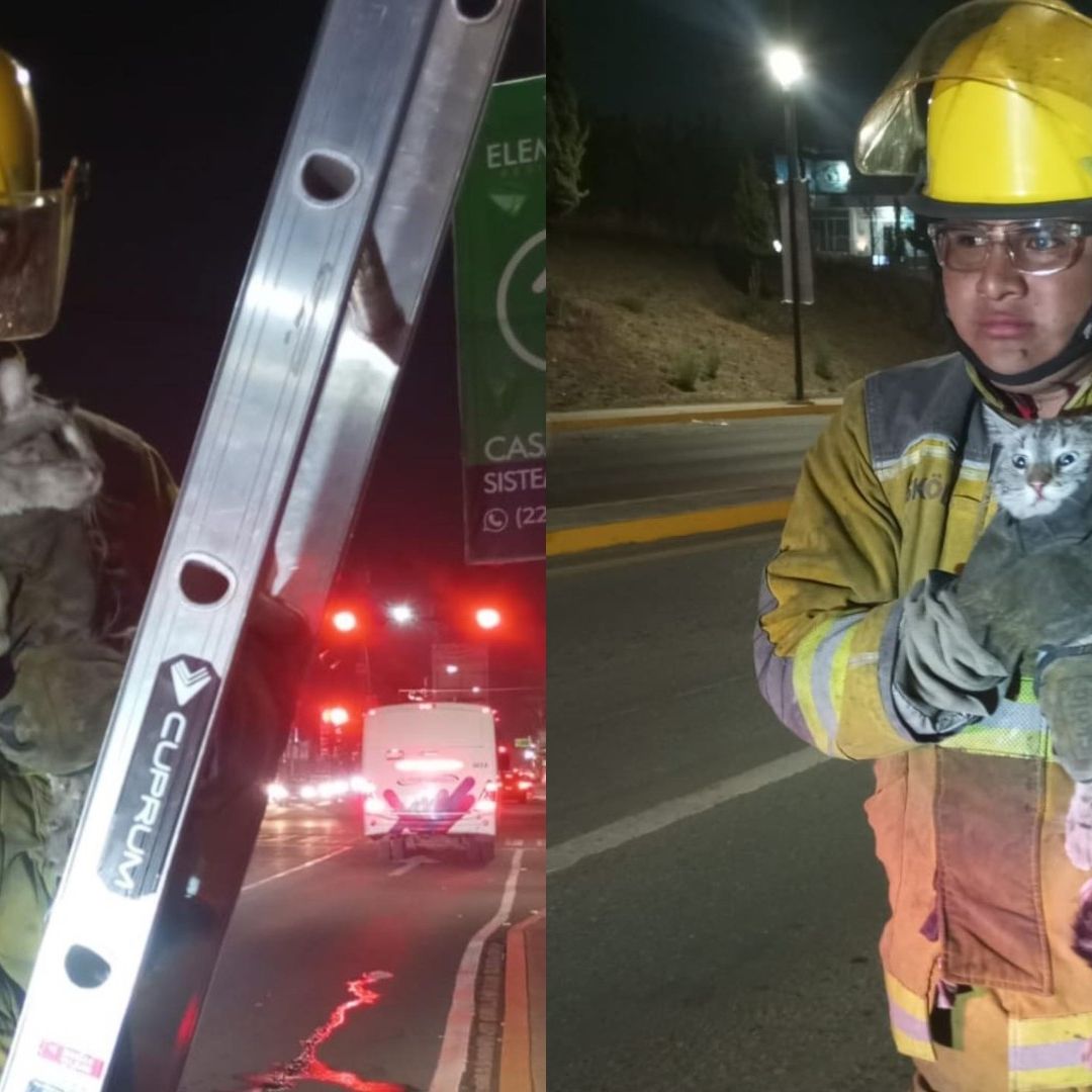 Rescate Gato Atrapado Puente Periférico Ecológico San Francisco Ocotlán Coronango
